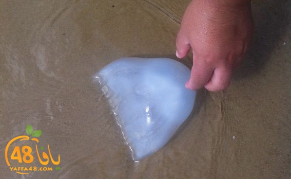 qandeel ba7r (1).jpg